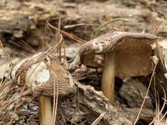 Pluteus