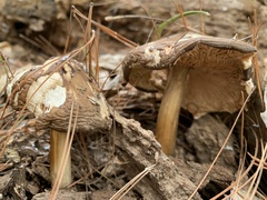 Pluteus
