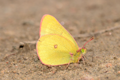 Colias skinneri
