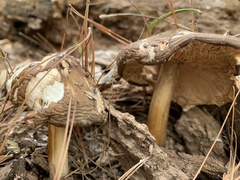 Pluteus