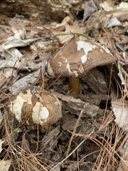 Pluteus