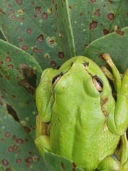 Dendropsophus molitor