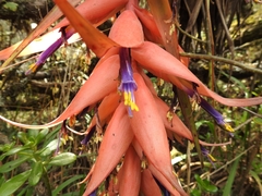 Tillandsia violacea