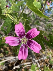 Malva assurgentiflora glabra