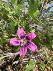 Malva assurgentiflora glabra