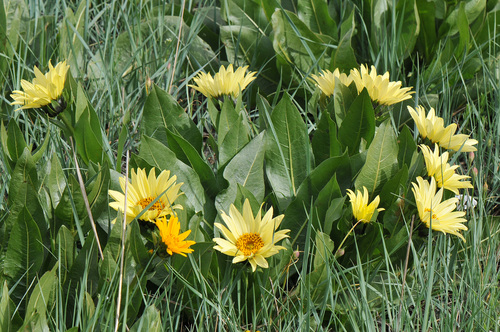 Wyethia X cusickii