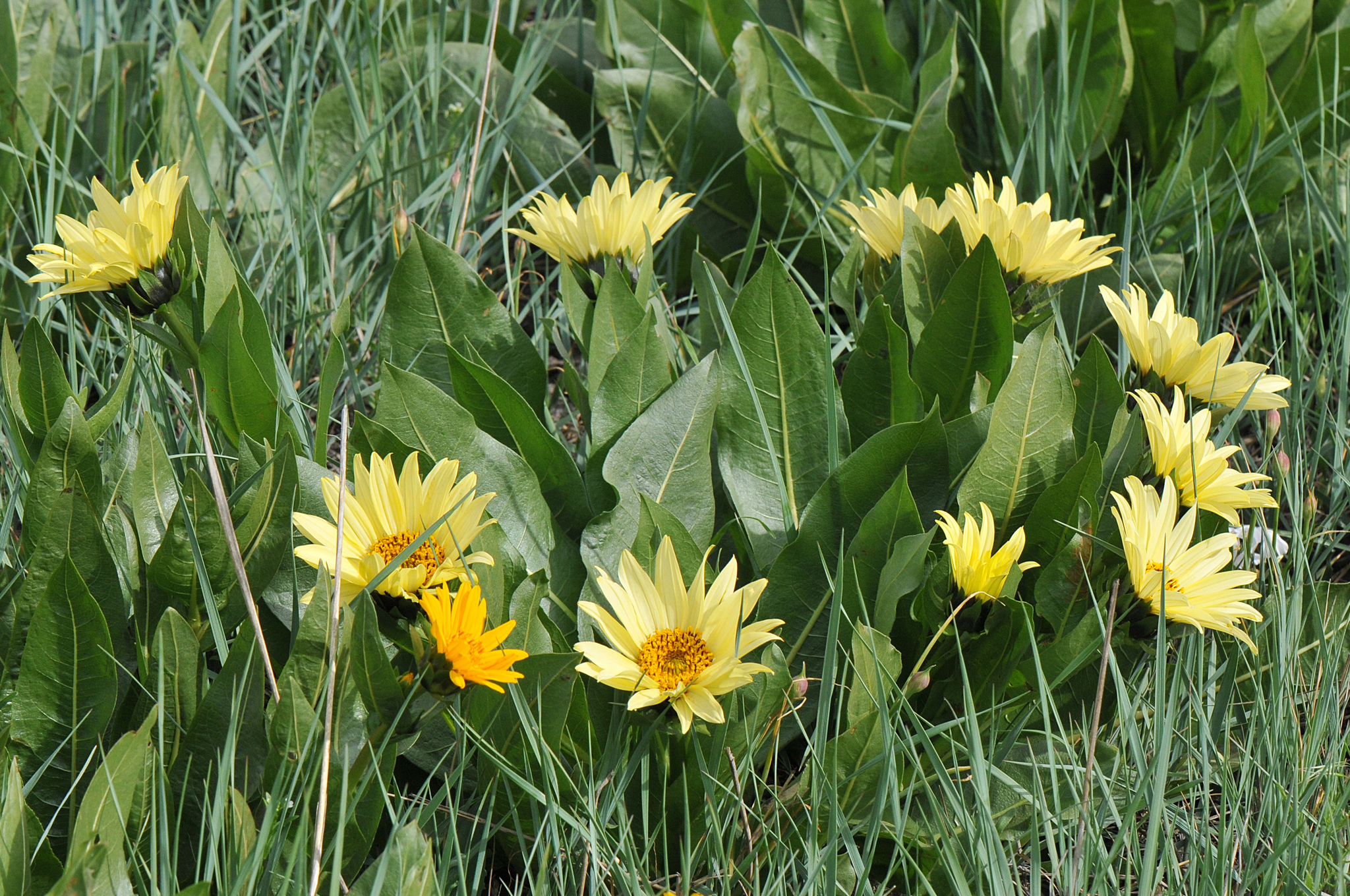 Wyethia X cusickii
