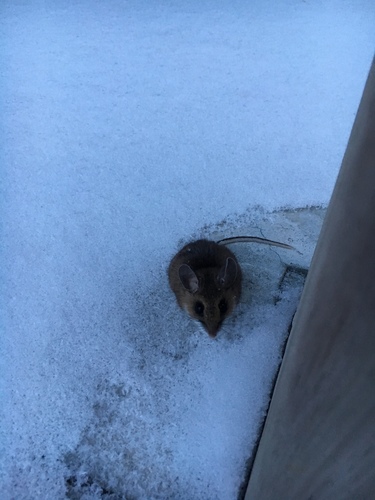 Peromyscus maniculatus