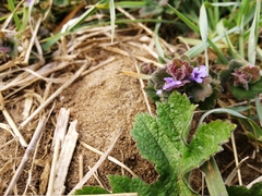 Glechoma hederacea