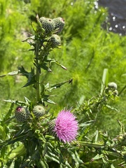 Cirsium nuttallii