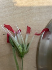 Silene virginica