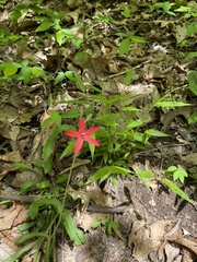 Silene virginica