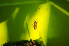 Photinus signaticollis