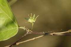 Passiflora suberosa