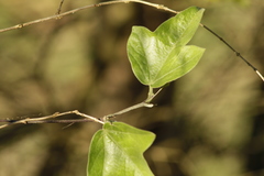 Passiflora suberosa