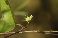 Passiflora suberosa