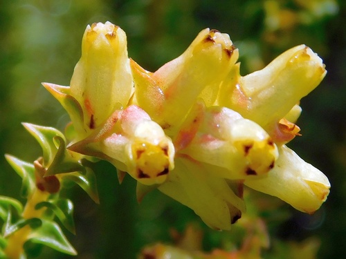 Penaea mucronata (Penaea mucronata)