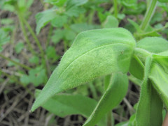 Peronospora conferta