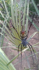 Trichonephila inaurata