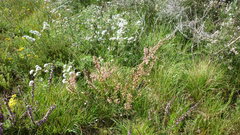 Struthiola myrsinites