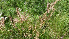 Struthiola myrsinites