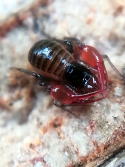 Neobisium