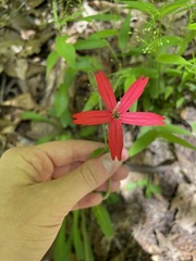 Silene virginica