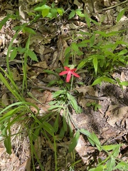 Silene virginica