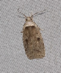 Agonopterix canadensis