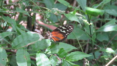 Heliconius hecale