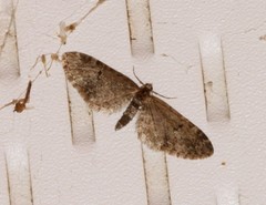 Eupithecia annulata