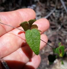 Dioscorea mundii
