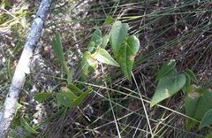 Dioscorea mundii