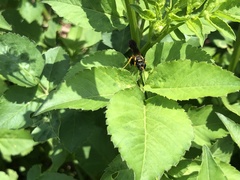 Sceliphron caementarium