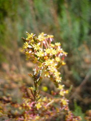 Struthiola myrsinites