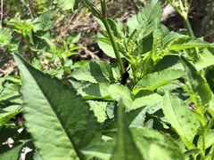 Sceliphron caementarium