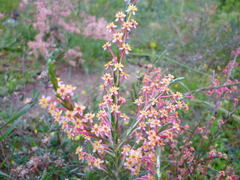 Struthiola myrsinites