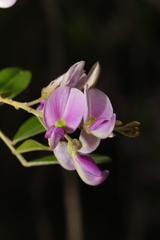 Mundulea