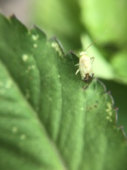 Taylorilygus apicalis