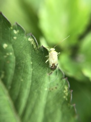 Taylorilygus apicalis