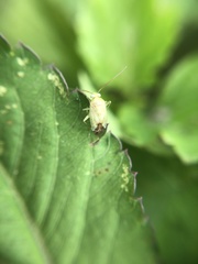Taylorilygus apicalis