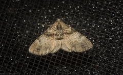 Syneora adelphodes