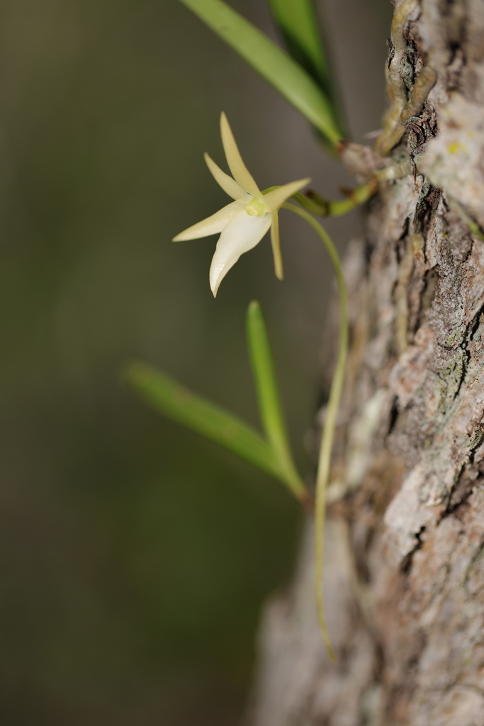 Angraecum potamophilum