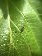 Diptera