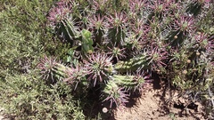 Euphorbia mammillaris