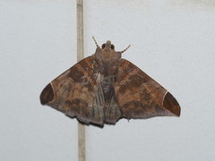Pindara illibata