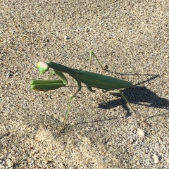 Mantis religiosa