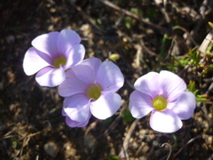 Oxalis commutata commutata