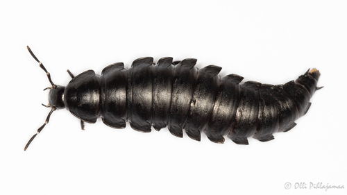 Smooth Carrion-beetle