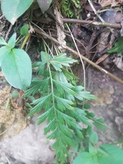 Asplenium praemorsum